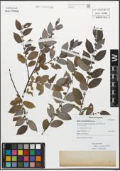 Foto von Salix myrsinifolia Salisb.